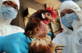 Phát hiện thêm ba ổ dịch cúm gia cầm H5N6