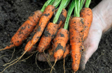 3 loại cà rốt không được mua bằng không khi chế biến sẽ kém ngon, vị nhạt, thiếu dinh dưỡng