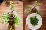 Anh chàng khiến dân mạng 'phát sốt' với chậu “khoai lang bonsai” tạo dáng khá nghệ thuật