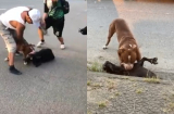Chó Pitbull hung dữ cắn ch.ết dê giữa đường khiến ai cũng hoảng sợ