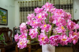 5 loại hoa đẹp bày trong phòng khách giúp hút tài lộc, rước thêm tiền của vào nhà