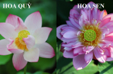 Hoa sen - hoa quỳ giống nhau như đúc, đây là cách phân biệt chuẩn 100% để tránh bị đánh lừa