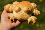 Dân mạng thế giới khoe ảnh bánh mỳ ếch phiên bản lỗi