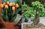 5 loại cây 'phá phong thủy', tuyệt đối không được trồng trong nhà