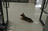 Chủ mất vì Covid-19, chú chó vẫn trung thành chờ đợi ròng rã suốt 3 tháng ở sảnh bệnh viện