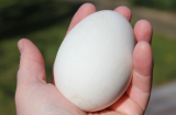 Sự thật bất ngờ về việc trứng ngỗng giúp con xinh đẹp, thông minh