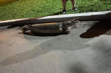 Phát hiện xác nghi là cá sấu hỏa tiễn nặng 15 kg nằm trong Công viên Thống Nhất