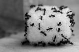 Tiêu diệt cả đàn kiến không cần hóa chất, chỉ dùng 1 thìa muối cũng mang lại hiệu quả bất ngờ
