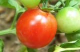 Mẹo chọn cà chua ngon, không hóa chất, an toàn cho gia đình bạn