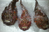 Loại cá xù xì, chứa nọc độc nguy hiểm lại là thực phẩm hút khách, chi tiền triệu để thưởng thức
