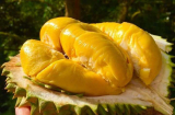Những người không nên ăn sầu riêng kẻo hại sức khỏe