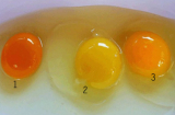 Lòng đỏ trứng có màu sắc đậm - nhạt khác nhau, vậy loại nào là tốt nhất?