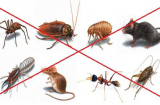 Cả đàn côn trùng bị diệt sạch, 1 đi không trở lại nhờ loại hỗn hợp mẹ tự làm: Chẳng lo độc hại
