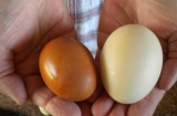 8 lý do giải thích vì sao trứng vịt tốt hơn trứng gà