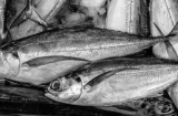 3 loại cá là 'vựa chứa' kim loại nặng, tuyệt đối không được ăn kẻo phá hỏng nội tạng