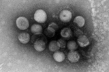 Xuất hiện 2 loại virus mới cùng họ với Covid-19, lây từ động vật sang người