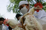 Việt Nam xuất hiện chủng cúm gia cầm có thể  lây sang người