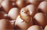 Con gà có trước hay quả trứng có trước? Câu trả lời đơn giản, nhưng cả nhân loại 'đau đầu' hàng trăm năm
