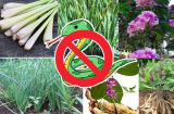 4 loài cây trồng trong vườn nhà: Rắn và các côn trùng khác chạy xa, 'một đi không trở lại'