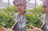 Nhật Kim Anh quay clip bán rau với giá tiền tỷ gây tranh cãi