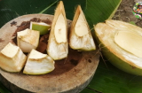 Không phải ai cũng biết, Việt Nam có một giống dừa lạ bổ như bổ cam, bỏ nước chỉ ăn phần vỏ