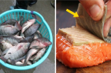 Mua cá về ăn nên bỏ 4 bộ phận vừa bẩn vừa độc, càng ăn nhiều càng hại thân