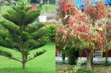 5 loại cây là khắc tinh của Thần Tài, tuyệt đối không trồng trước cửa kẻo rước thêm hung hạn