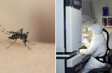 Muỗi đốt F0 có lây virus cho người khác không: Chuyên gia nói rõ cho bà con hiểu