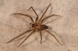 4 cách đuổi nhện ra khỏi nhà hoàn toàn tự nhiên, không độc hại, không phải ai cũng biết