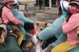 Đàn chó của cặp vợ chồng đi xe máy về Cà Mau đã bị tiêu hủy: Những hình ảnh cuối cùng gây tiếc nuối