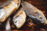 Cá vốn là món ăn bổ dưỡng nhưng không phải lúc nào cũng an toàn: Có 4 loại cá tốt nhất nên tránh xa