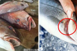 Đây là 3 loại cá 'bẩn nhất chợ', bị liệt vào 'danh sách đen', mua về chỉ rước bệnh cho cả nhà