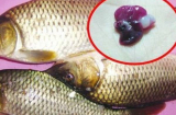 2 bộ phận của cá chứa cực nhiều 'độc tố', nhớ vứt bỏ ngay kẻo hại gan, sinh bệnh