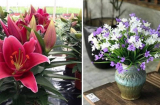 4 loại hoa đẹp nhưng chứa độc tố, mang ý nghĩa xấu: Tuyệt đối không nên trưng trong nhà dịp Tết