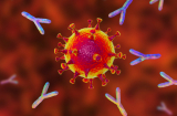 F0 có thể loại bỏ hoàn toàn virus ra khỏi cơ thể: Chuyên gia nói rất khó