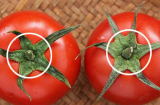 Mua cà chua chỉ cần nhìn vào điểm này mà chọn: 10 quả như 1, thơm ngọt, chín tự nhiên không có hóa chất