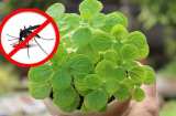 8 loại cây cảnh có tác dụng đuổi muỗi cực tốt, trong nhà nên có một chậu