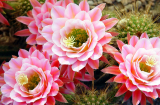 5 loại hoa chặn đứng tài lộc, để trong nhà hút cạn may mắn