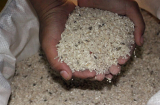 Gạo mua nhiều dễ bị mối mọt, cho thứ này vào để thoải mái không hỏng, gạo trắng tinh