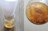Cách đuổi sạch ruồi muỗi trong nhà bằng 1 chai nước, đơn giản mà hiệu quả bất ngờ