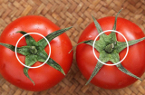 Người trồng cà chua bật mí: Mua cà chua cứ nhìn vào điểm này biết ngay ngon ngọt hay không?