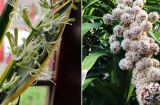 Tổ tiên mách bảo: 5 loại cây cực hiếm nở hoa, khi đã nở là nhà 3 đời hưởng lộc