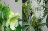 5 loại cây hiếm khi nở hoa, khi đã nở nghĩa là điềm lành sắp đến, gia chủ 3 đời hưởng lộc