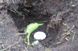Bỏ trứng và chuối xuống đáy chậu cây: Tưởng nghịch dại nhưng một thời gian sau nhận lại điều bất ngờ