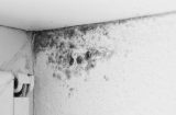 Trời mưa nồm ẩm làm tường nhà bị mốc: Dùng ngay cách này để làm sạch hiệu quả, ít tốn kém
