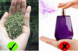 5 loại lá càng dùng cơ thể càng thơm ngát: Chị em không cần dùng nước hoa vẫn khử mùi hiệu quả