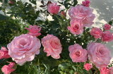Hoa hồng toàn lá ít ra hoa: Làm 3 việc này để bông to như cái bát, nở bung rực rỡ quanh năm