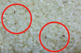 Gạo để lâu hay bị mối mọt, nấu cơm không ngon: Cho thêm thứ này vào thùng gạo để cả năm cũng không hỏng