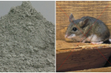 Trộn xi măng vào cơm nguội: Mẹo hay giúp đuổi chuột không tốn kém lại hiệu quả