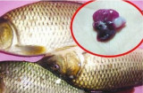 5 bộ phận độc nhất của cá chứa nhiều thủy ngân, nhiều người không biết vẫn ăn ngon ơ